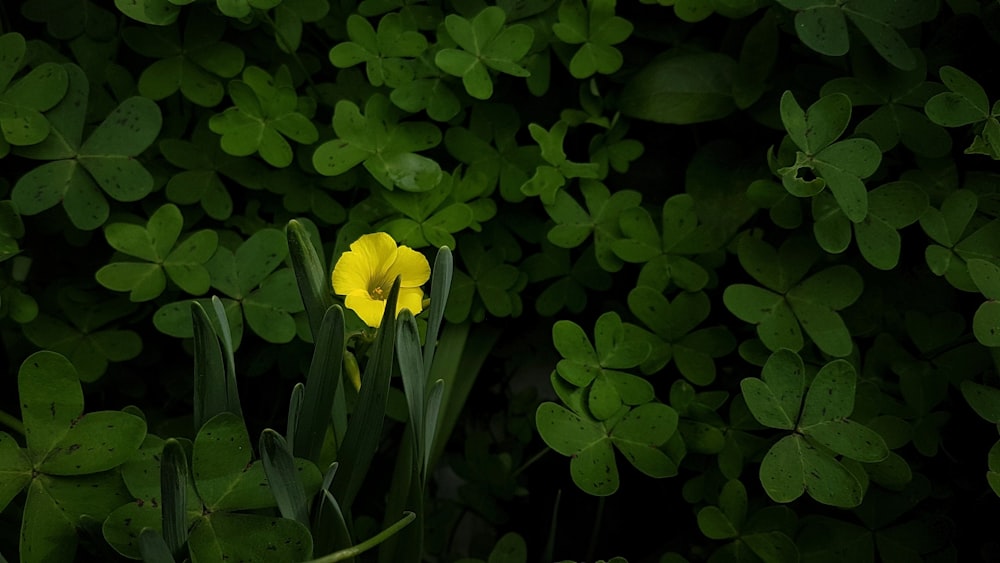 blooming yellow petaled flowers near green leaf plants