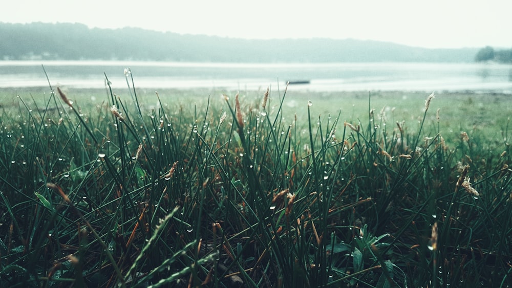 green grass field