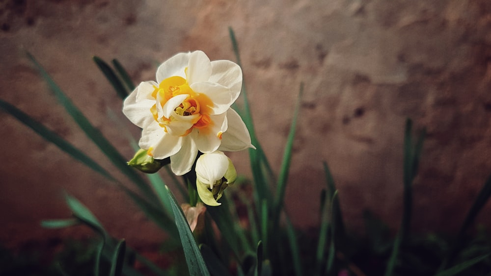 orange-and-white petaled flower plant