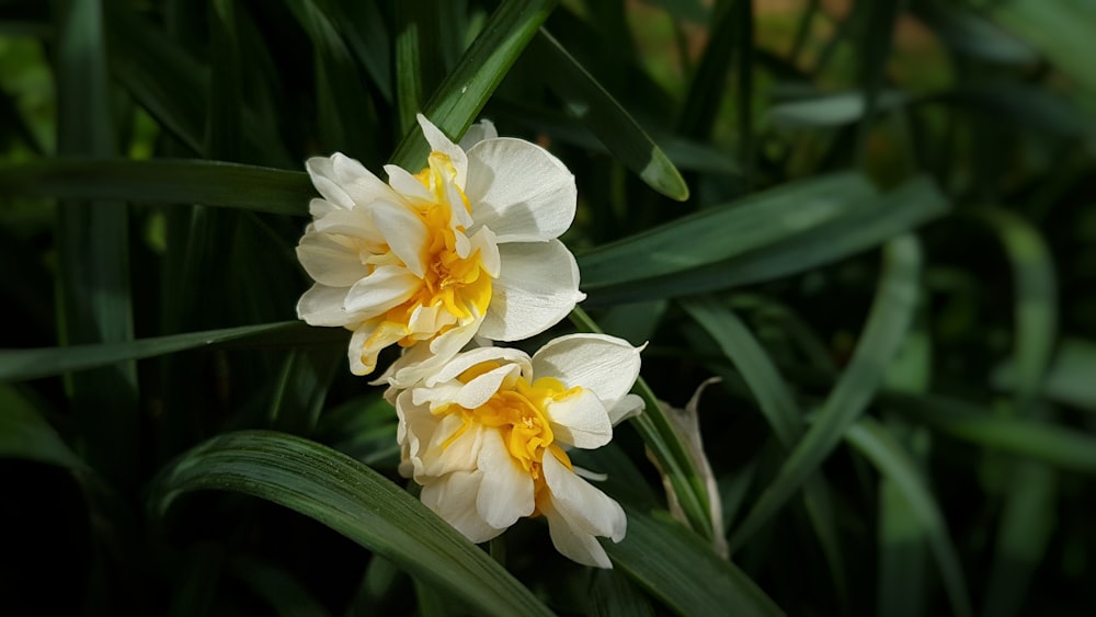 yellow petaled flower bloom during daytime close-up photography