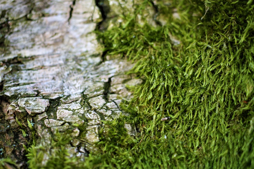 Un primer plano de musgo creciendo en un árbol