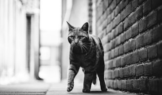 tabby cat standing near wall