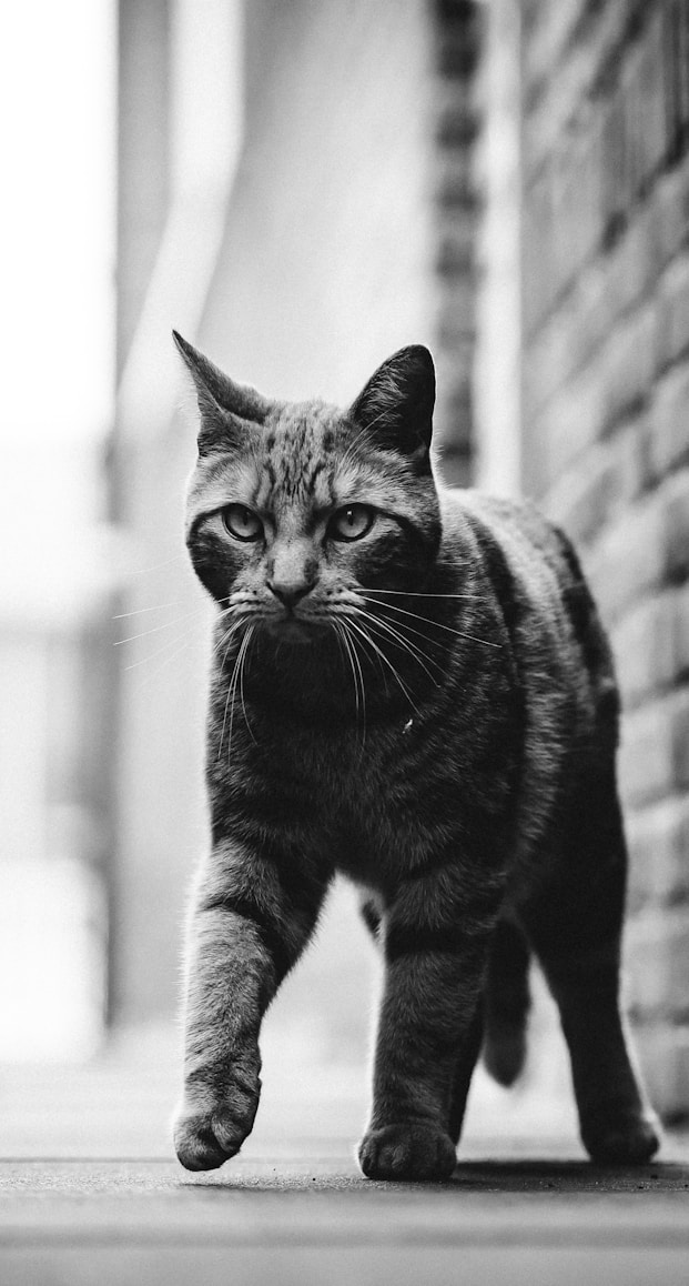 tabby cat standing near wall