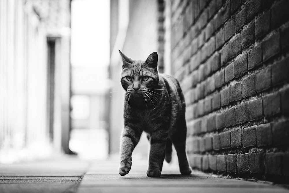 gato atigrado de pie cerca de la pared
