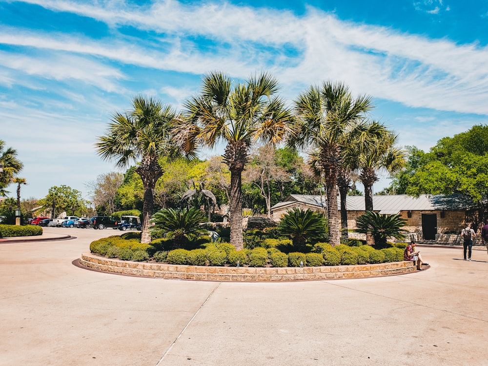 view of palm tree on park