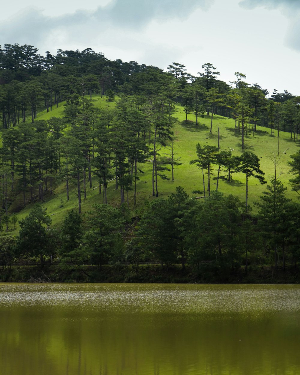 forest in front body of water