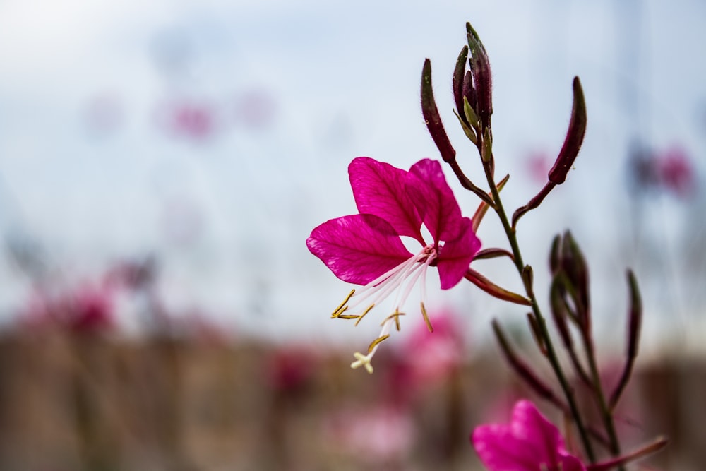 selective focus photography of pink petaled flowers