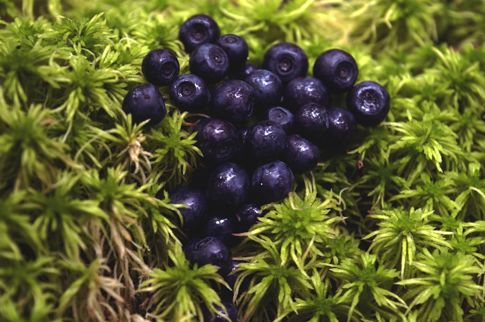 black berry fruit close-up photography
