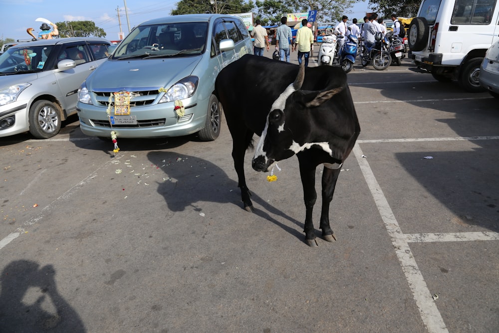 black and white cattle on road near vehicles