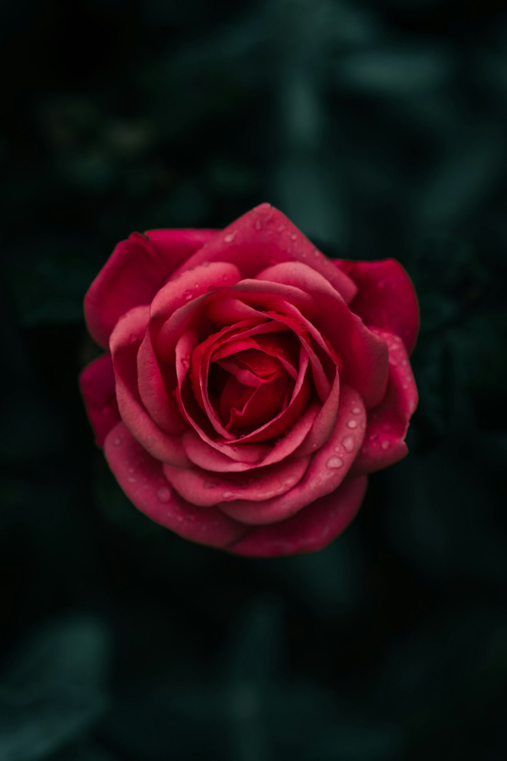 selective focus photography of red rose