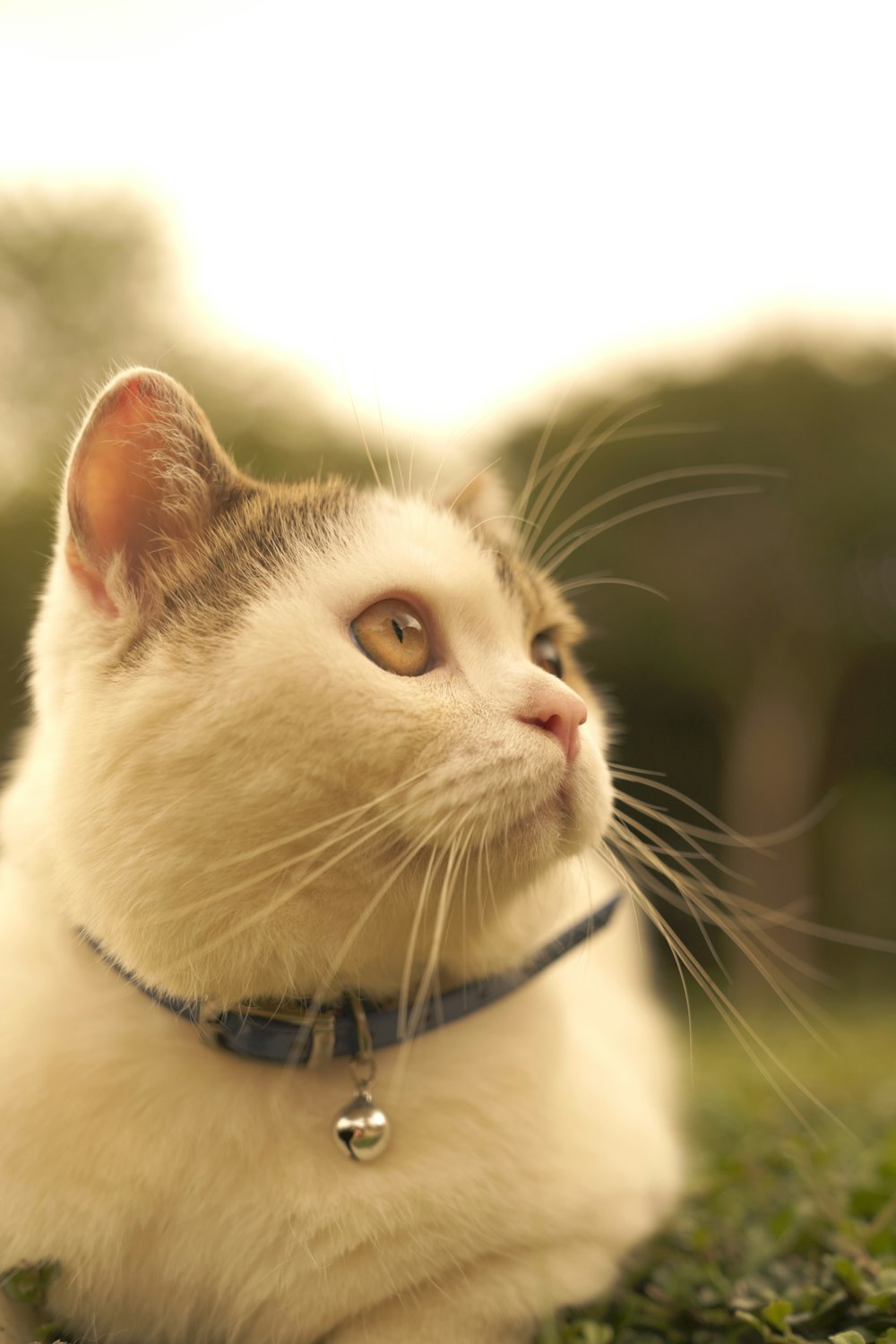 closeup photography of white and brown cat