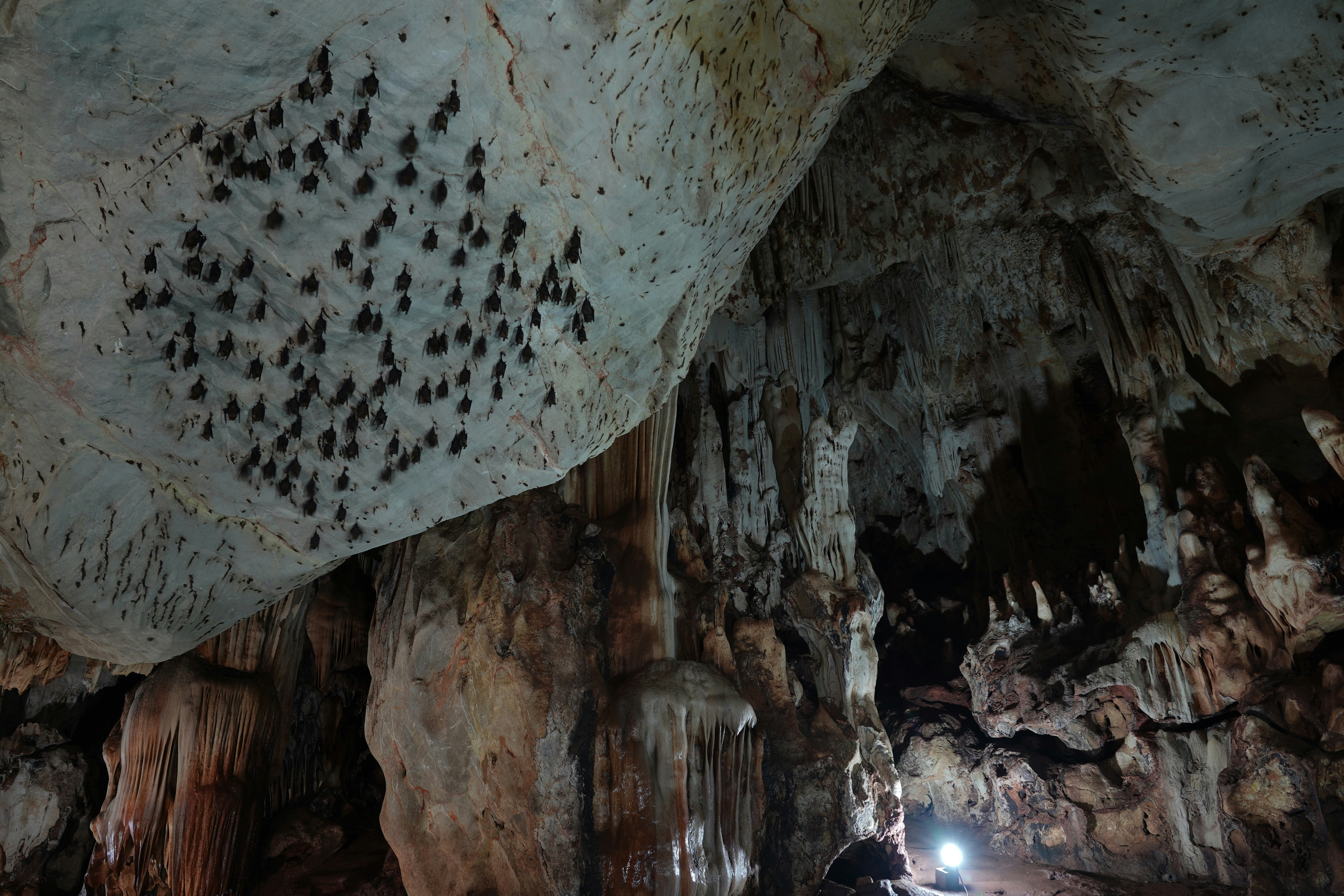 Cave Expeditions and White-Nose Syndrome Warriors (image credits: unsplash)