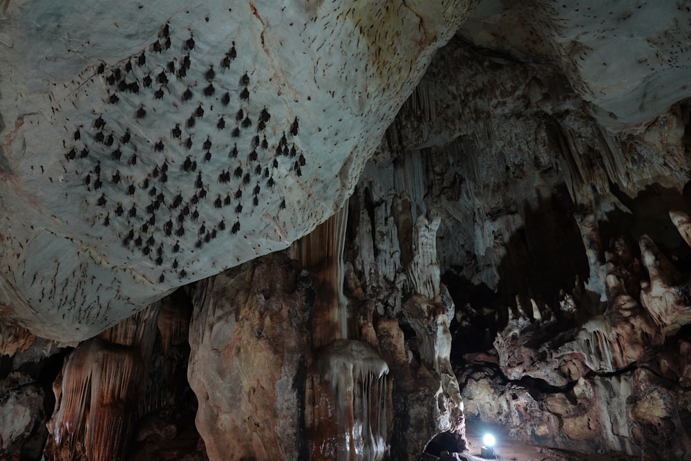 bats inside cave