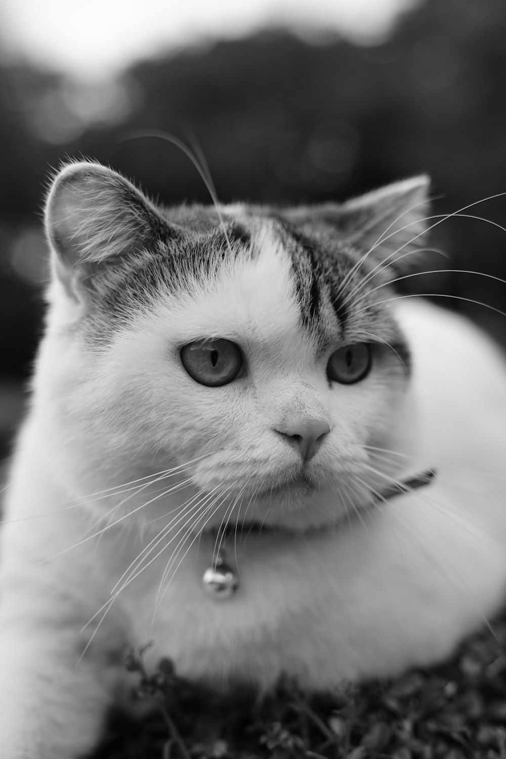 grayscale photo of cat