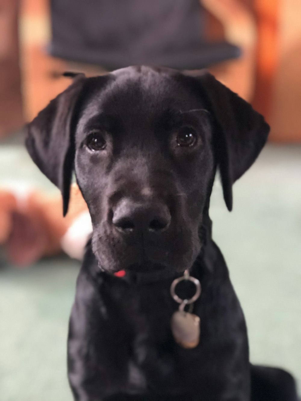 short-coated black puppy