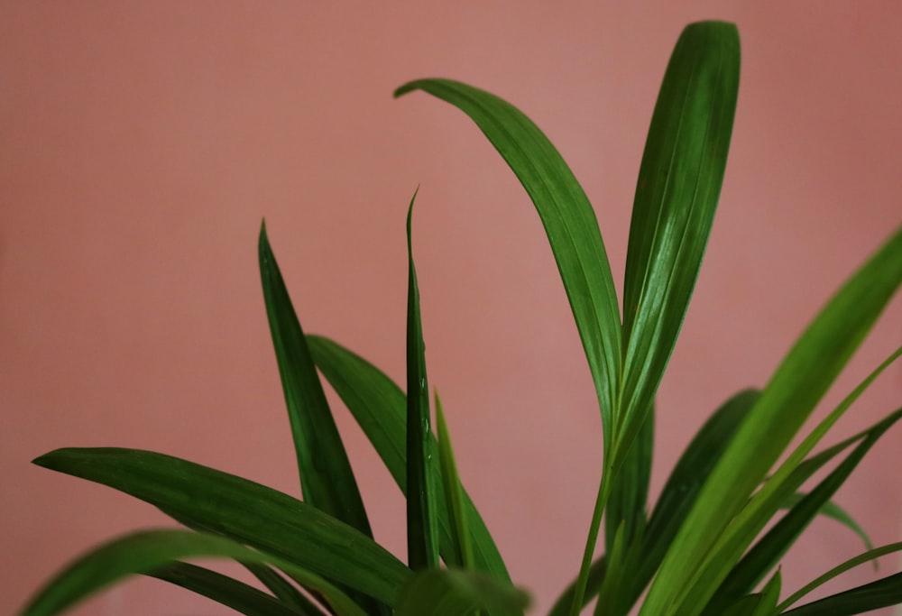 ピンクの背景を持つ植物の接写