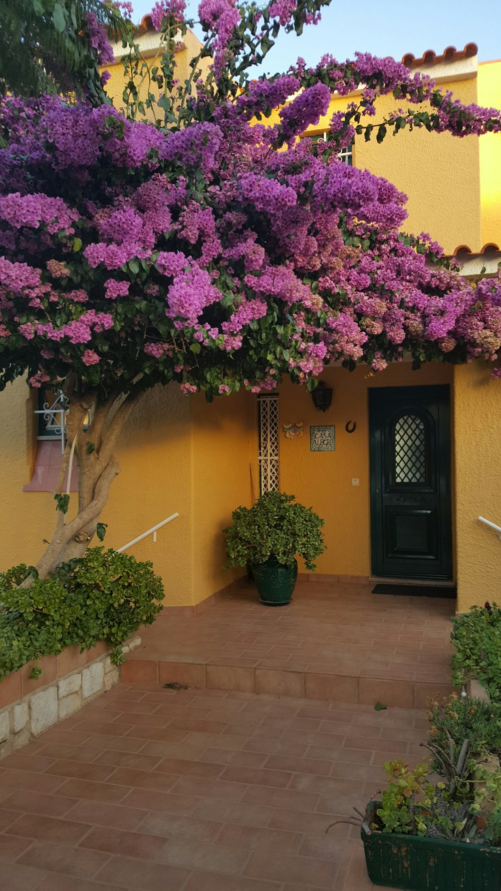 house covered in flowers