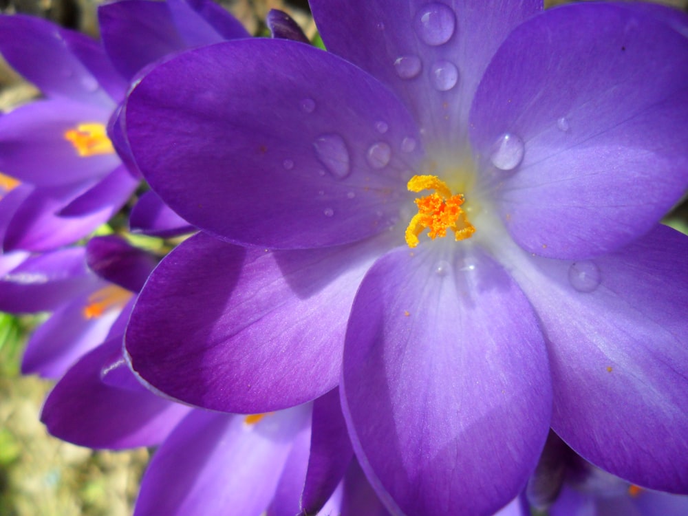 purple petaled flowers