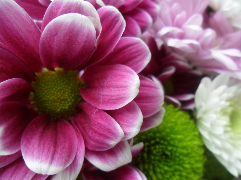 purple petaled flowers