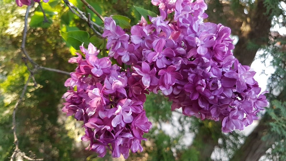 purple petaled flower