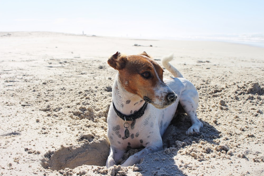 cane da compagnia che scava sabbia