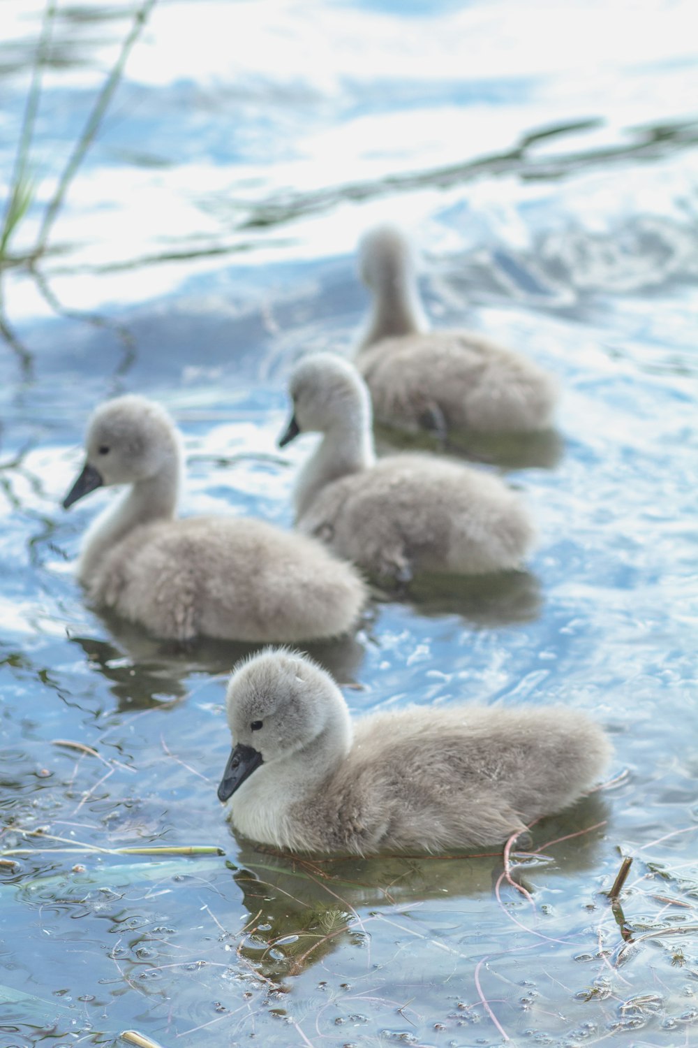 four ducklings