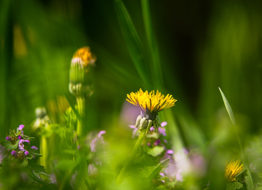 yellow flower