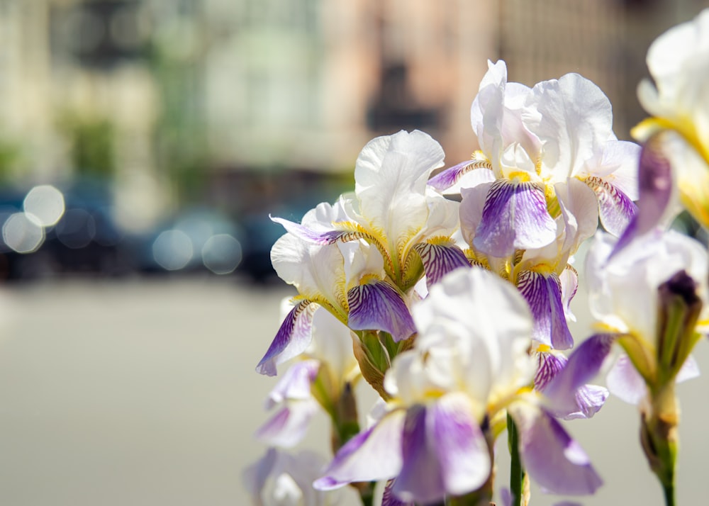 white-and-purple flowers