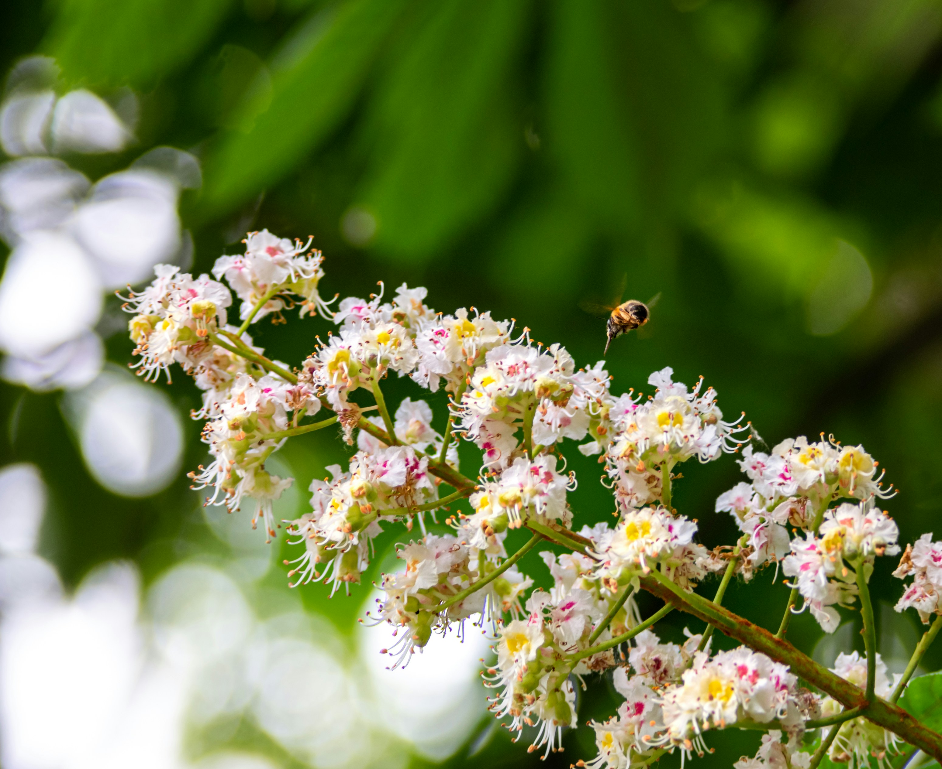 Natural Remedies for Hay Fever: Fact or Fiction?