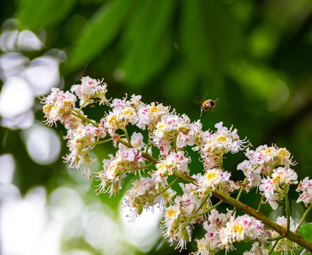 white petaled flowers