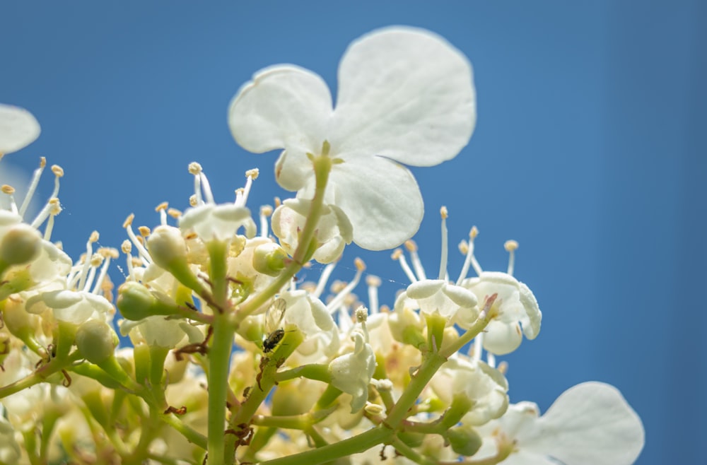 white petaled flowers