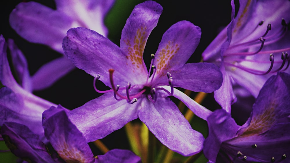 purple petaled flower