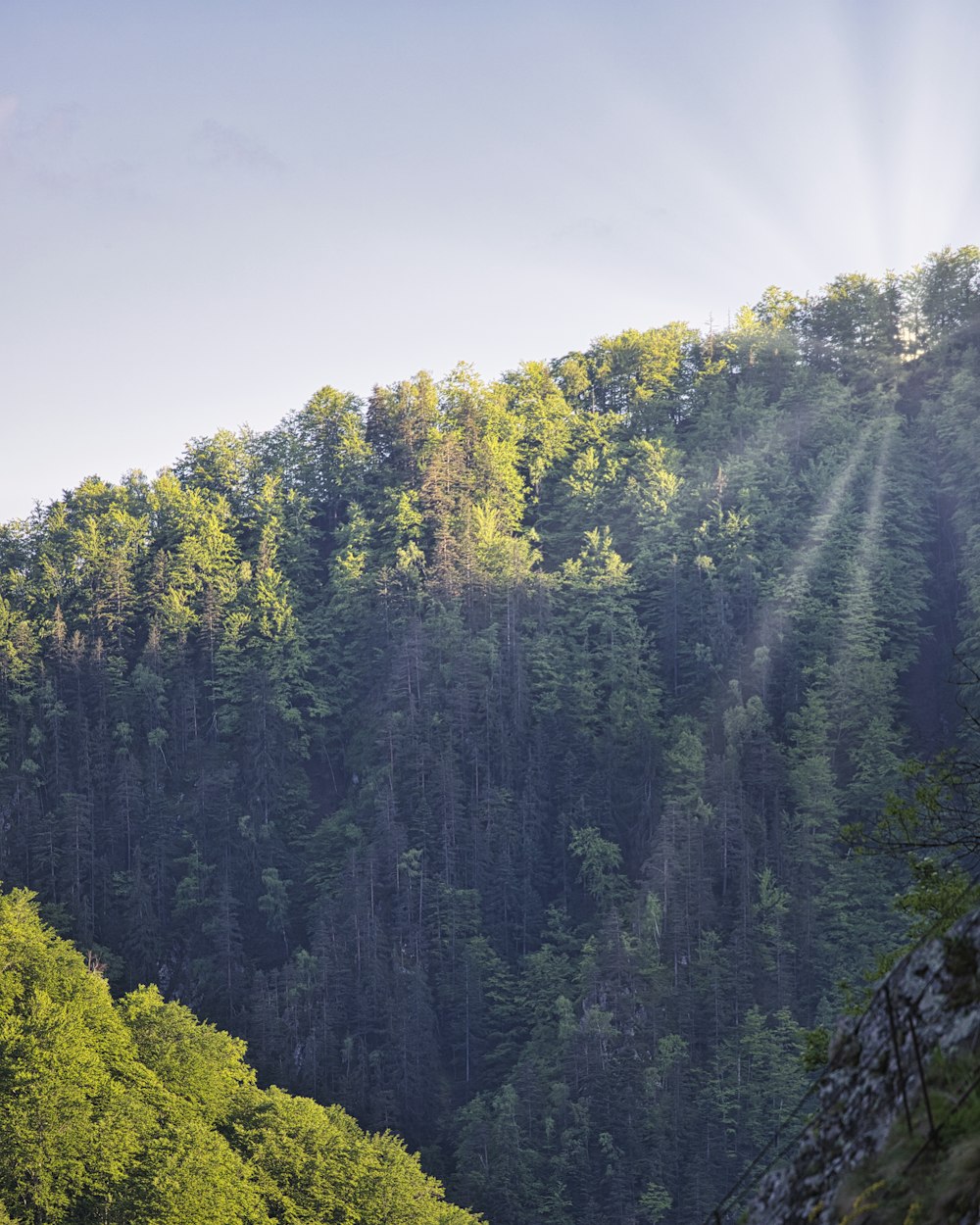 forest during daytime