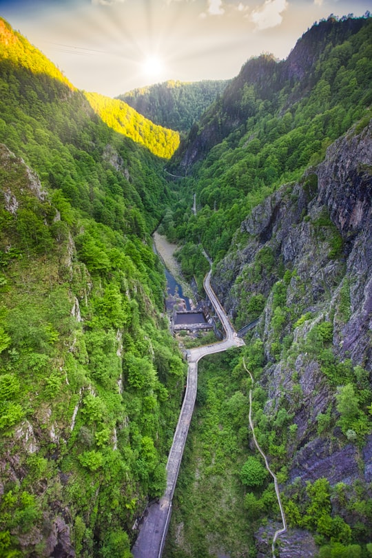 aerial view of green trees and road in Vidraru Dam Romania