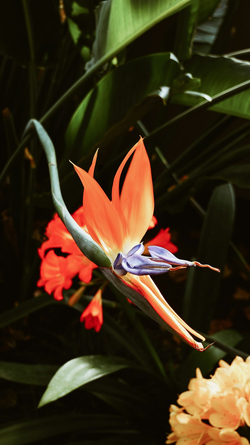 red petaled flower