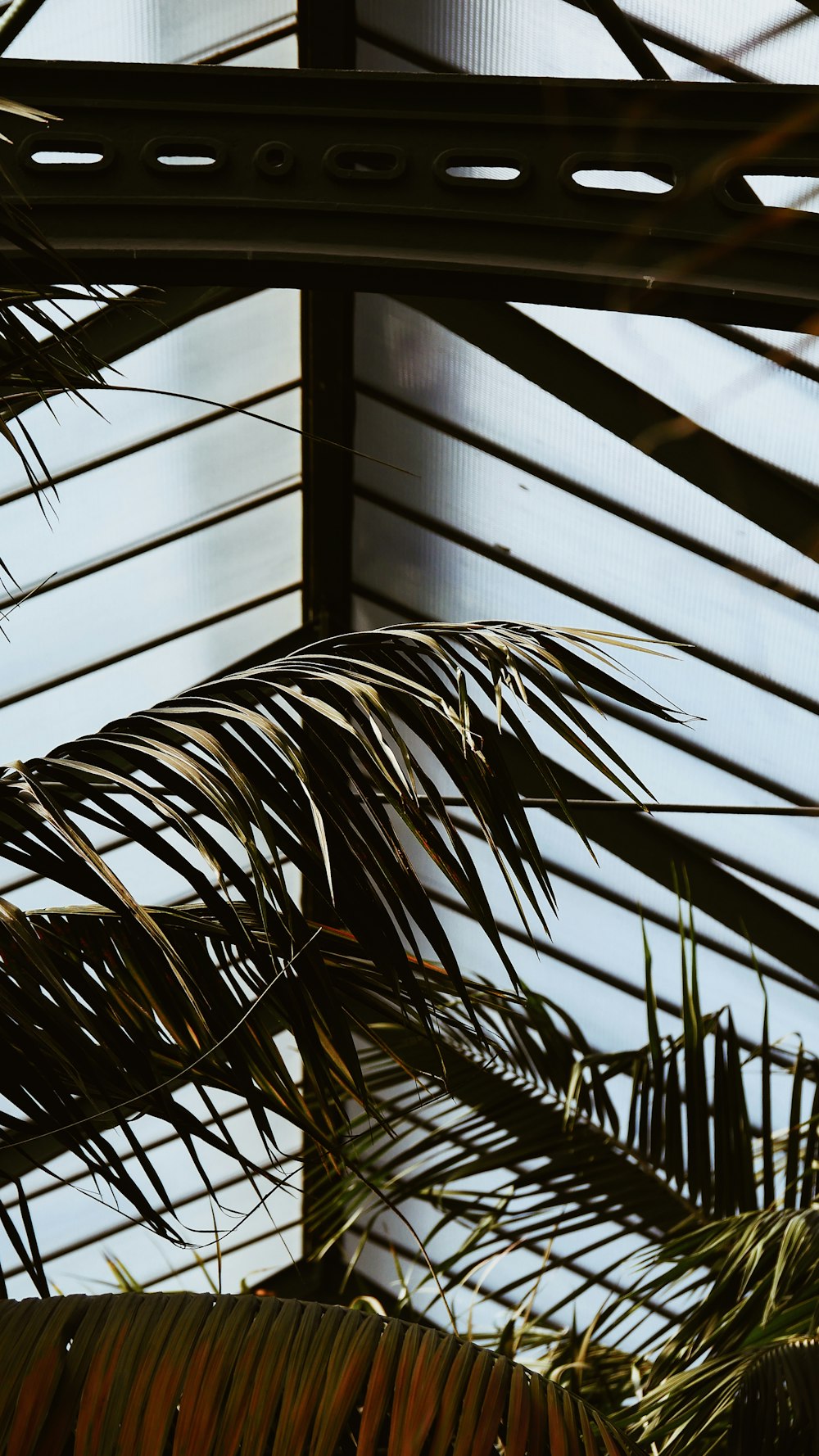 a bird sitting on top of a palm tree