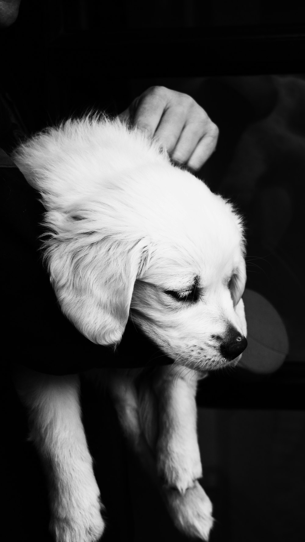 grayscale photography of dog