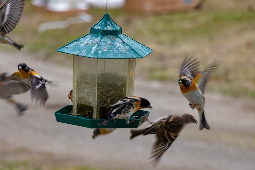 bird near lantern