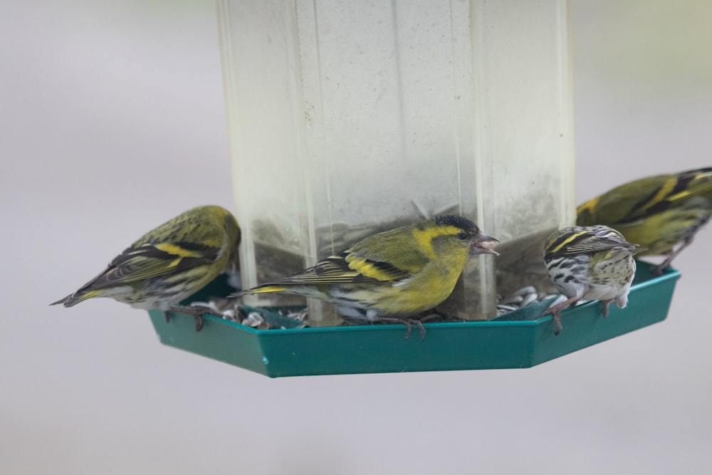 bird perched on lantern