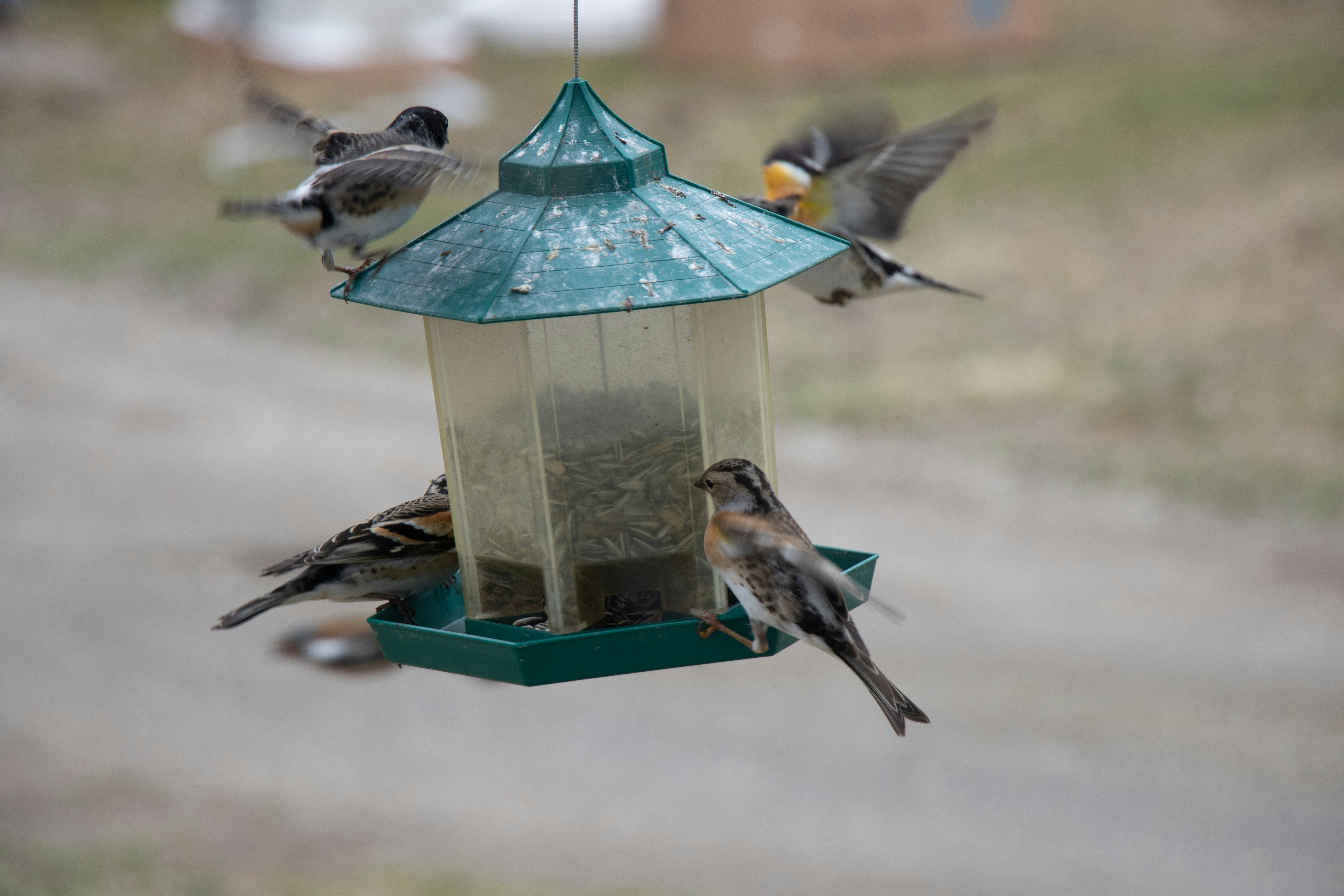 10 Bird Feeding Tips for Rainy Days and Wet Weather