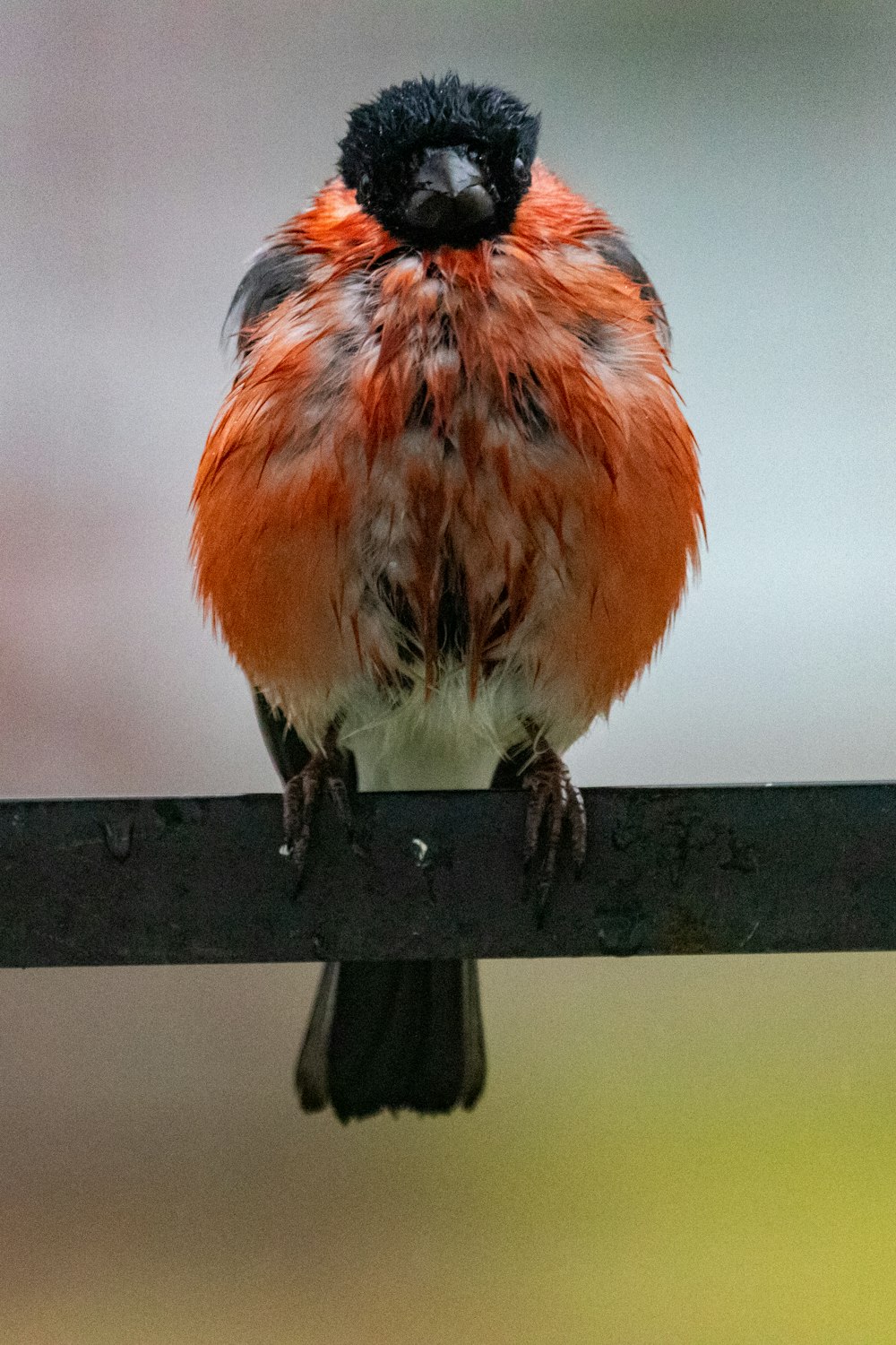 red and black bird