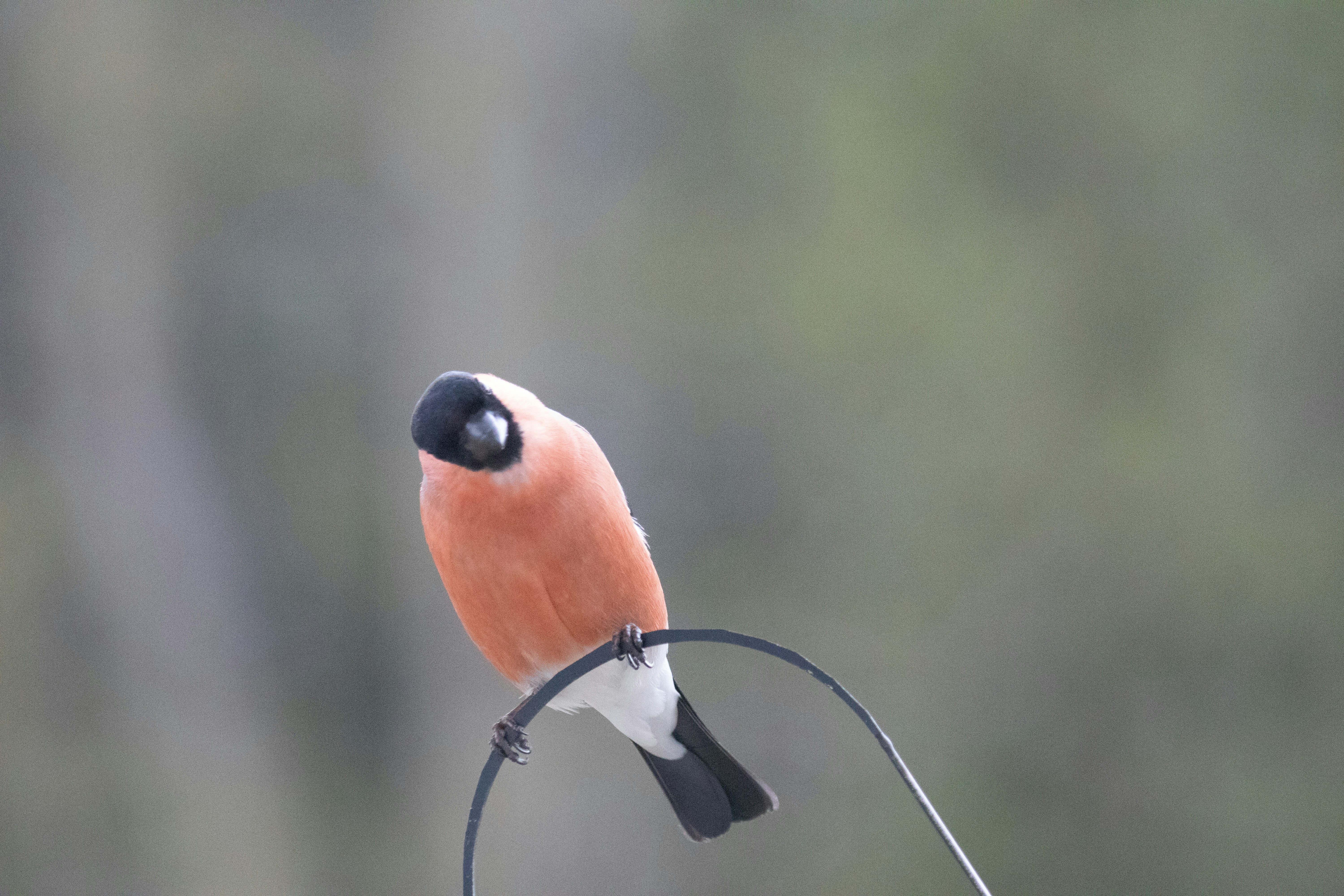 pássaro empoleirado no galho