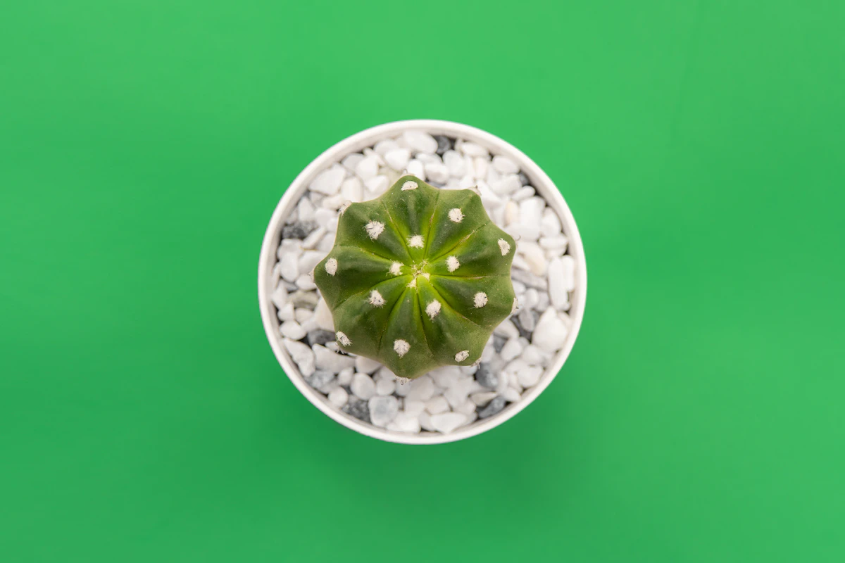Gardener repotting a green houseplant
