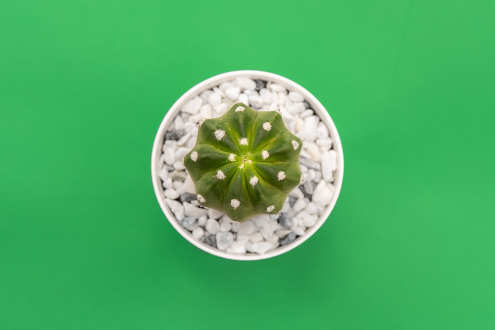 white potted cactus plant