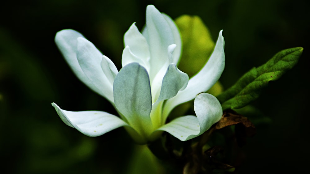 white petaled flower close-up photography