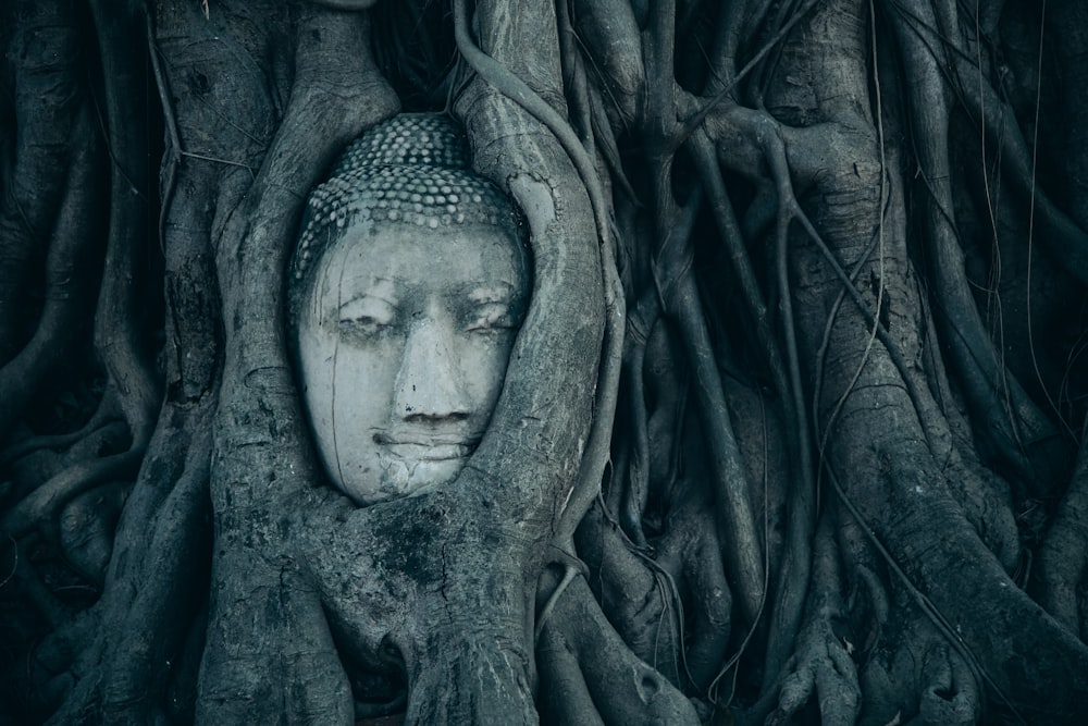 buddha head covered branch