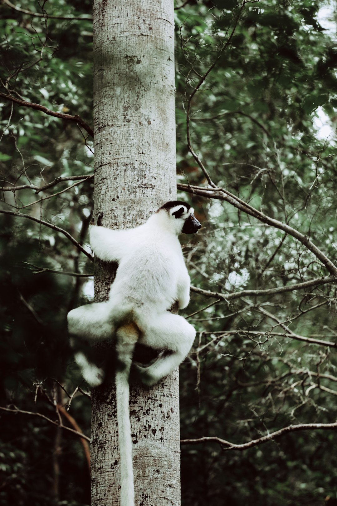 lemur climbing tree during daytime