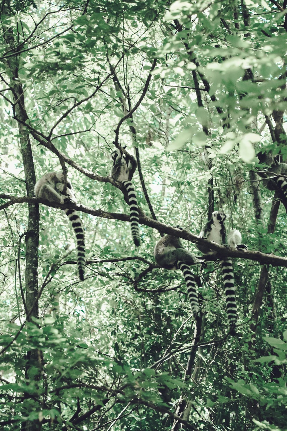 sugar gliders on tree branch during daytime