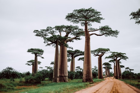 arbres africain culture africaine café