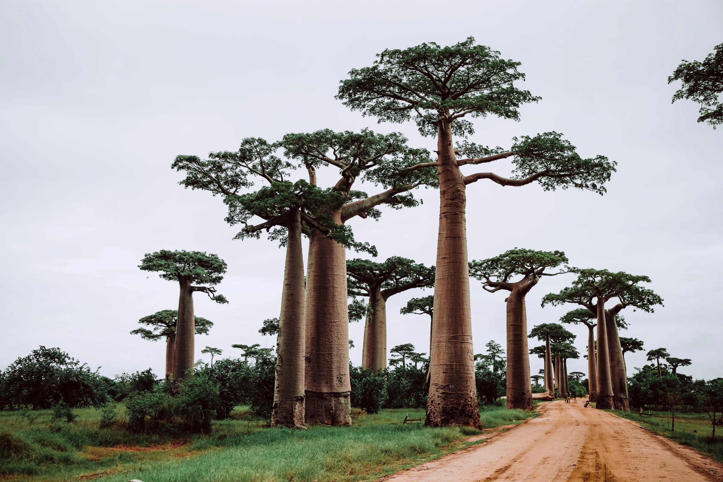 Baobab trees at sunset in Madagascar